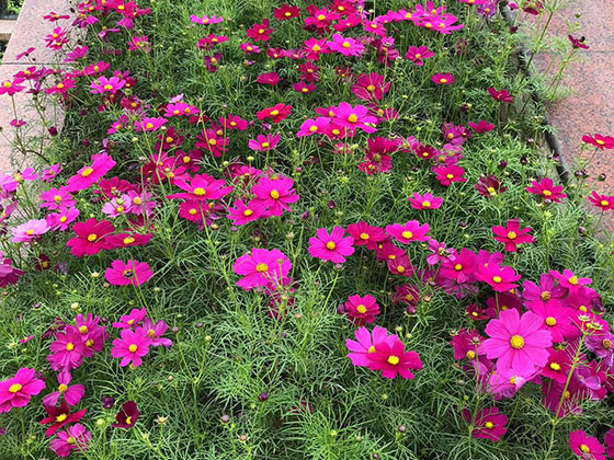 銅川陽臺鮮花|寫字樓室外綠化設計