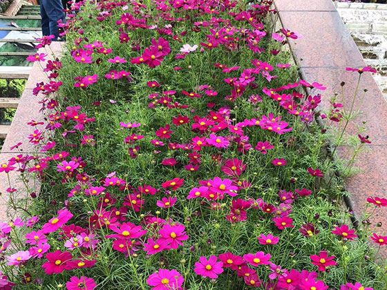 內江綠植養護-賓館植物擺設租賃