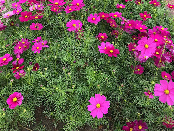 商洛永生花廠家|苗木綠化